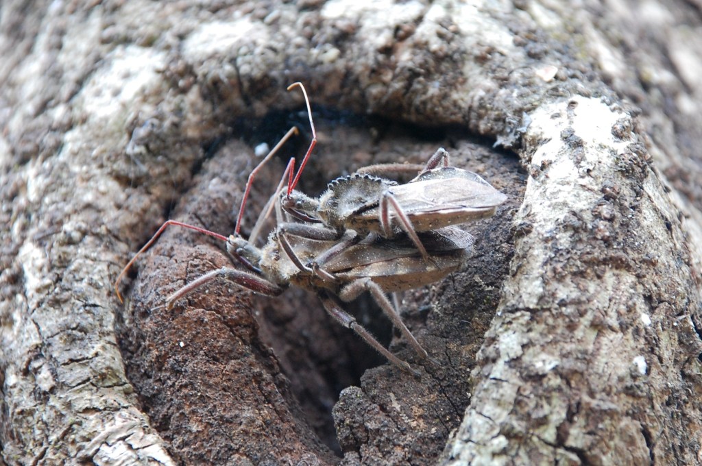 Photograph of two wheel bugs in mating position. Jay and his wife Lauren published an article documenting this species' pre-copulatory behaviour while in Costa Rica.