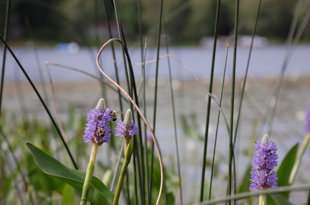 Photograph of Pickerelweed with bumble bees at its flowers, with a typical Ontario lake in the background.